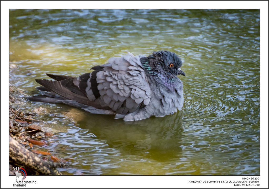 bird-water-1.jpg