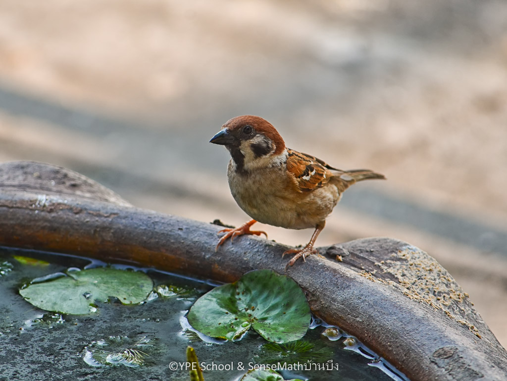 bird-water-1.jpg