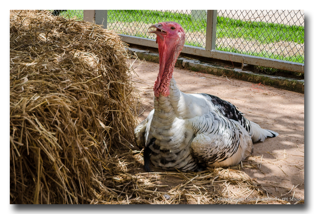 bird-what1-1.jpg