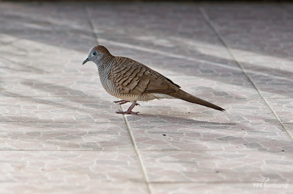 bird-ype-1.jpg