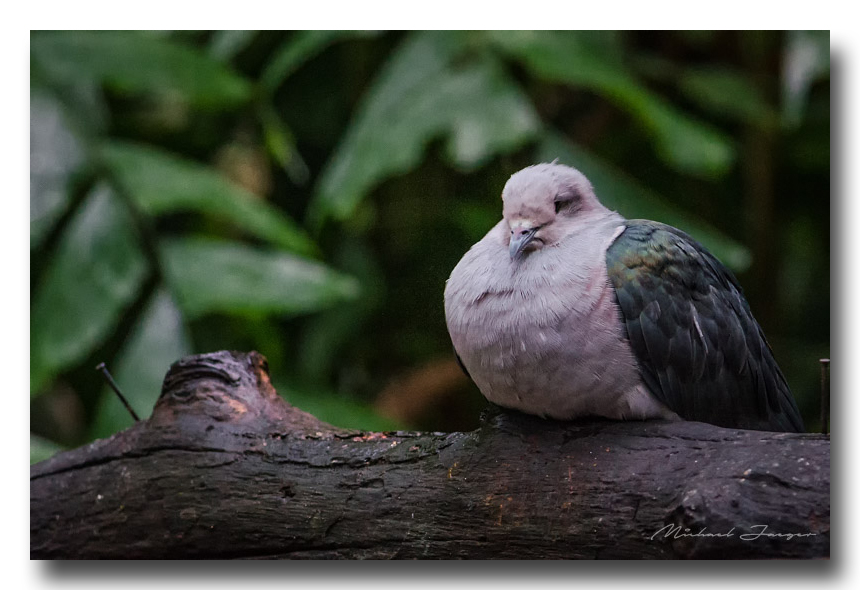 bird-zoo-ype.jpg