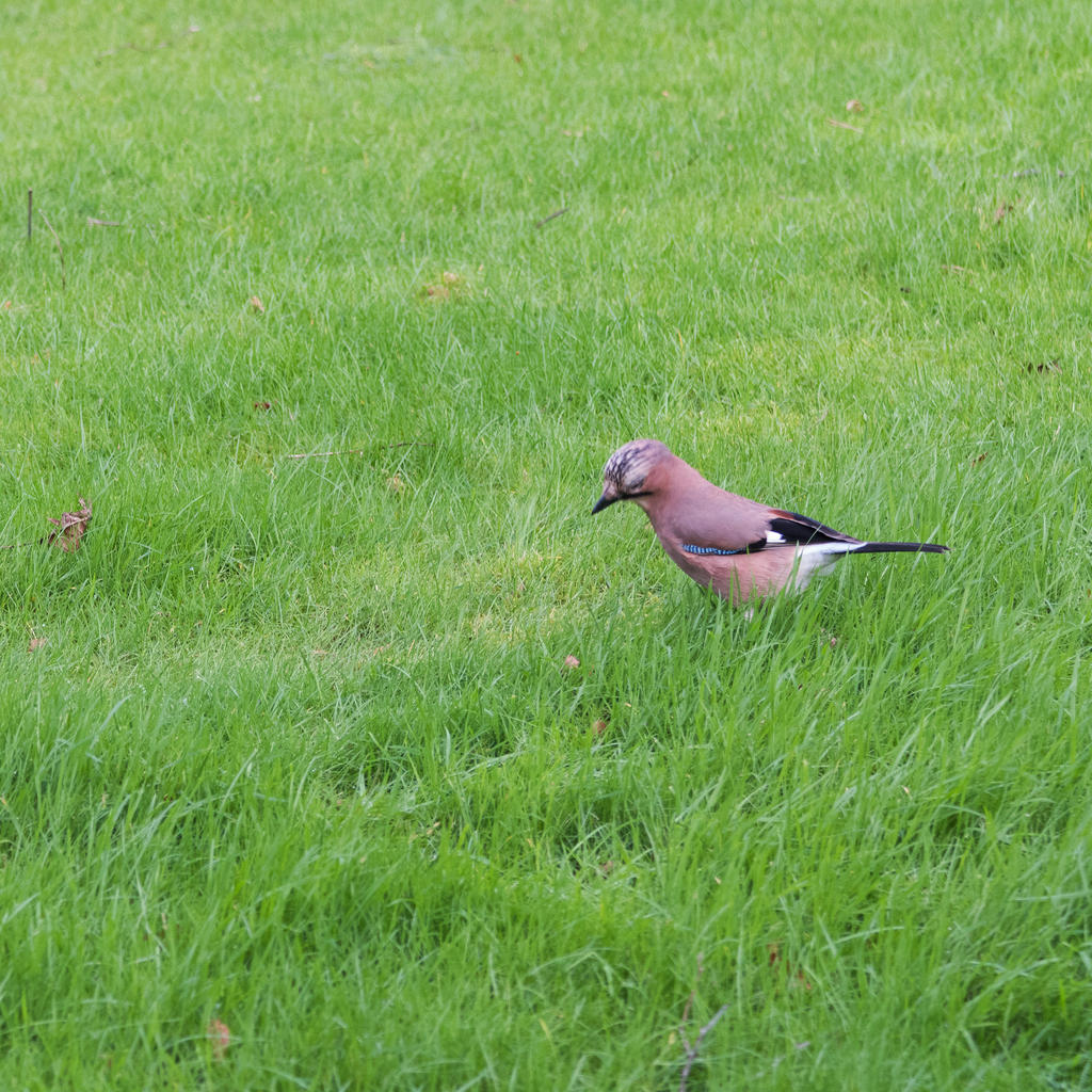 bird1.jpg