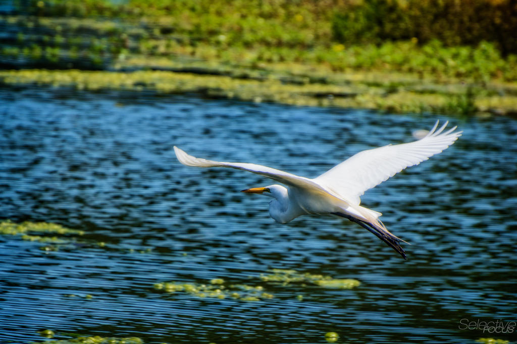 Bird1.jpg