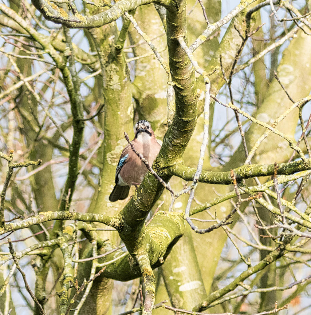 bird3.jpg