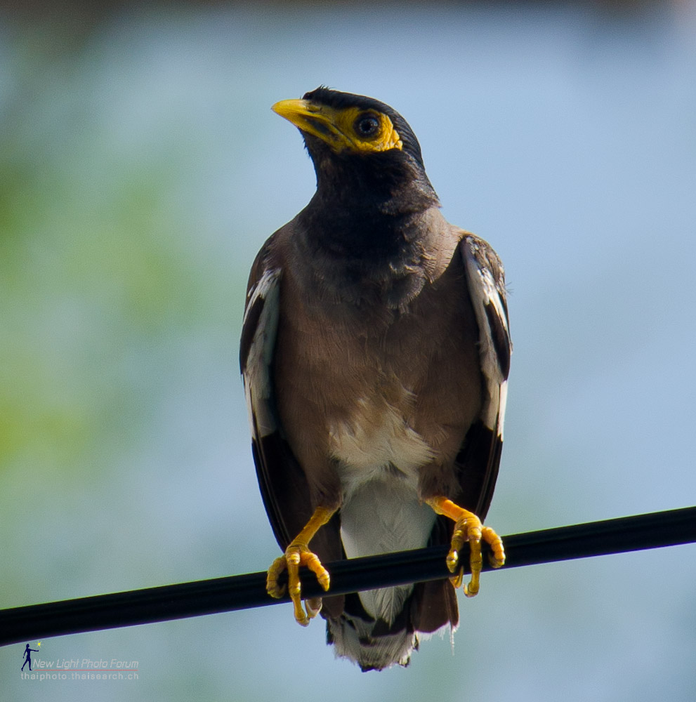 bird300.jpg