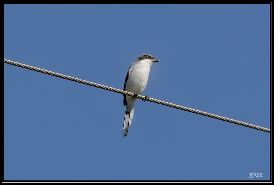 Bird_71D_7791.jpg