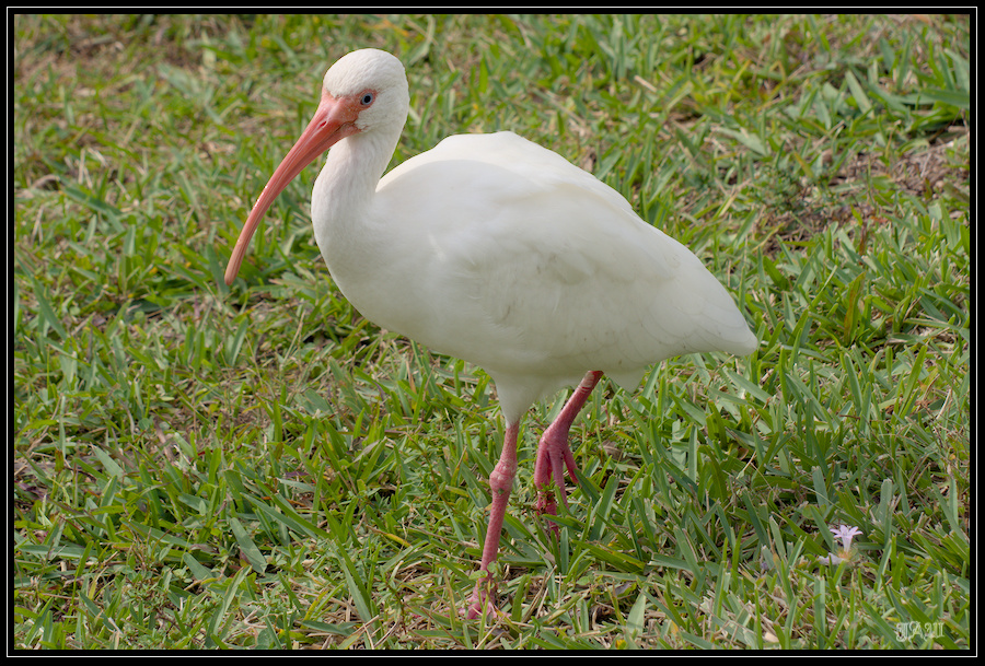 bird_71D_7856.jpg