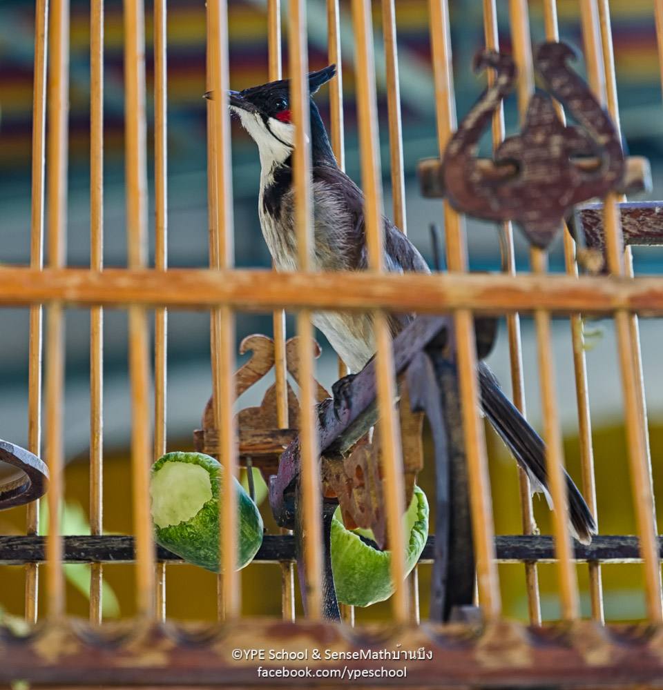 birdcage-1.jpg