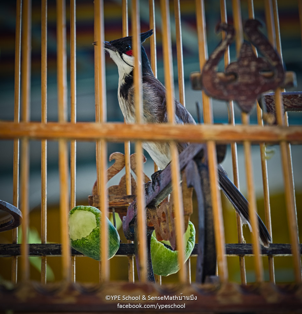 birdcagefa-1.jpg