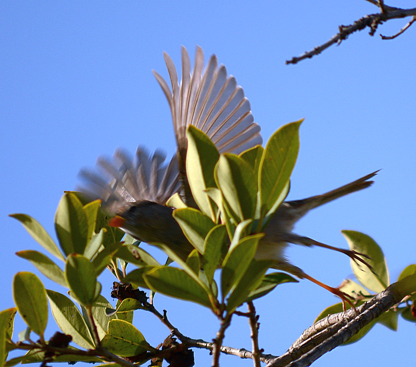 BirdFlight.jpg