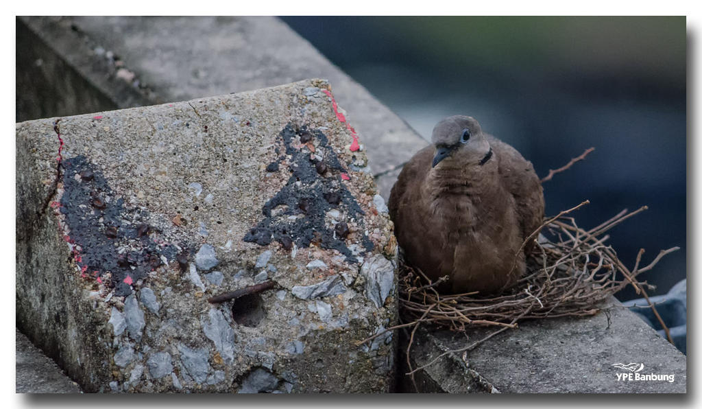 birdies-1.jpg