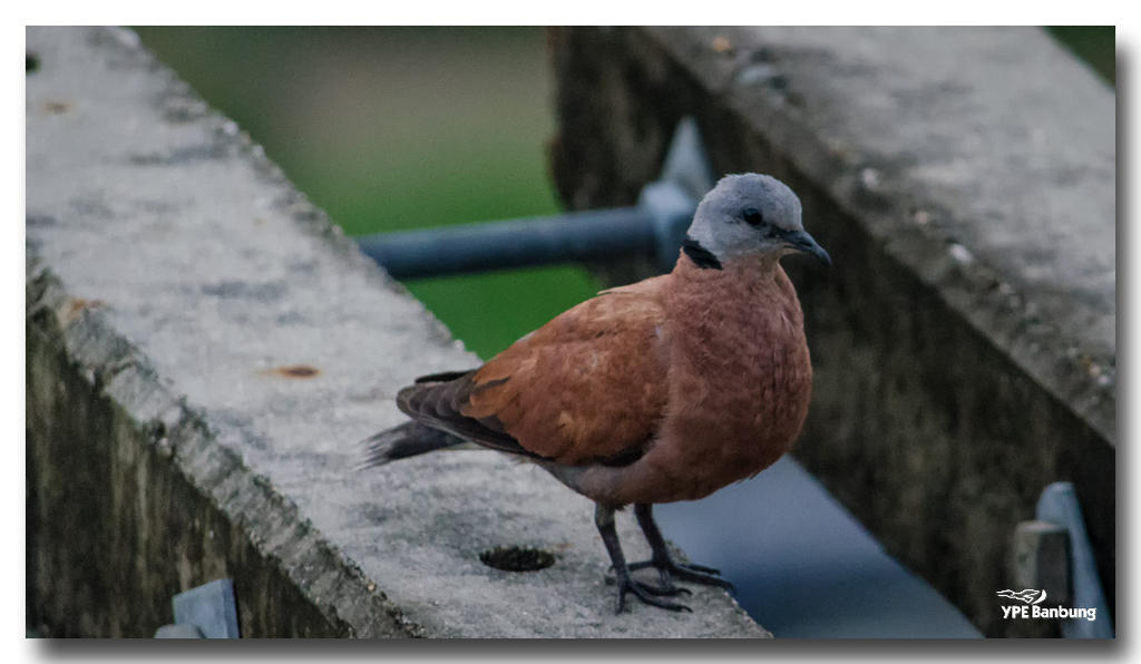 birdies-3.jpg