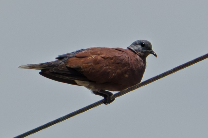 birdonwire-1.jpg