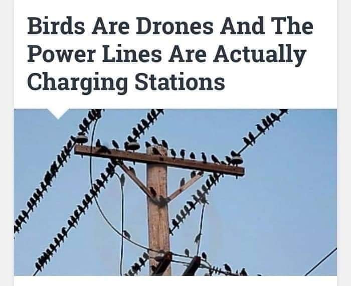 birdrones.jpg