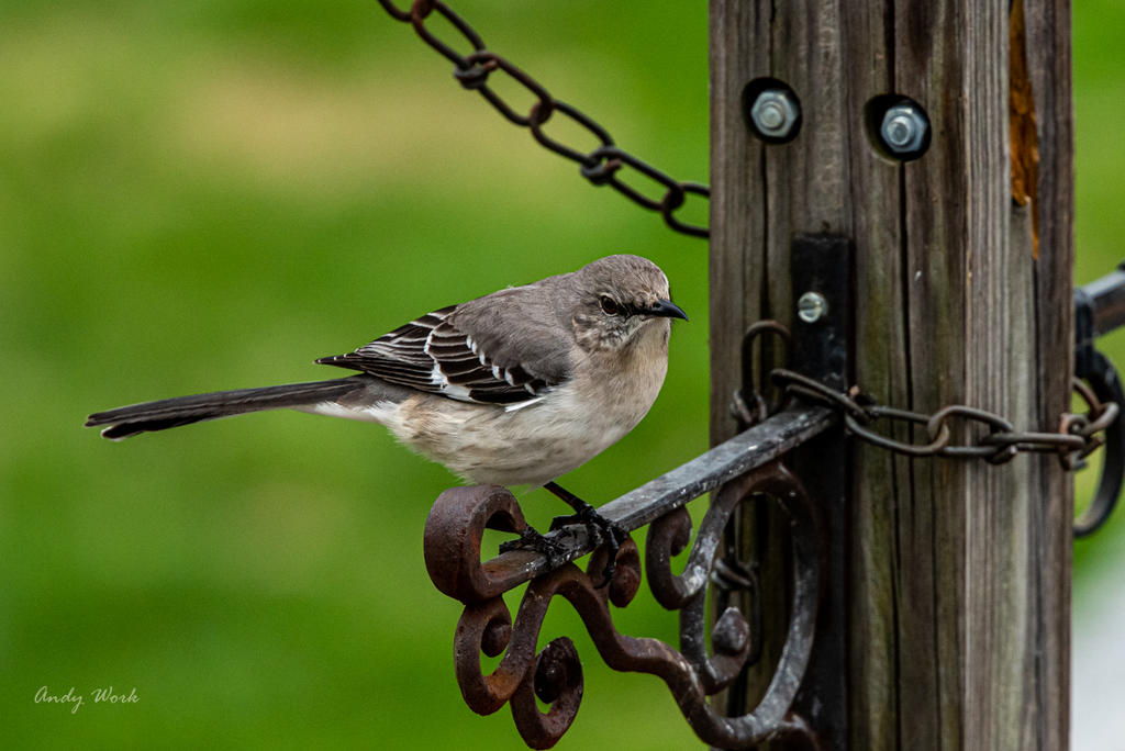 Birds-0397.jpg