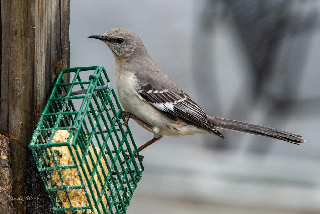 Birds-0399.jpg