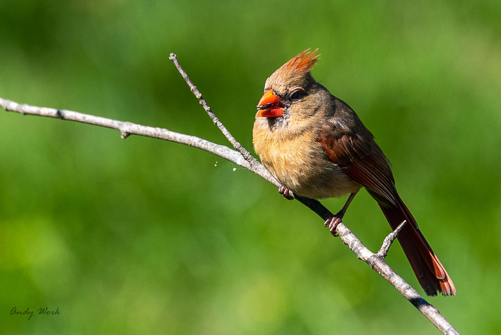 Birds-0523.jpg