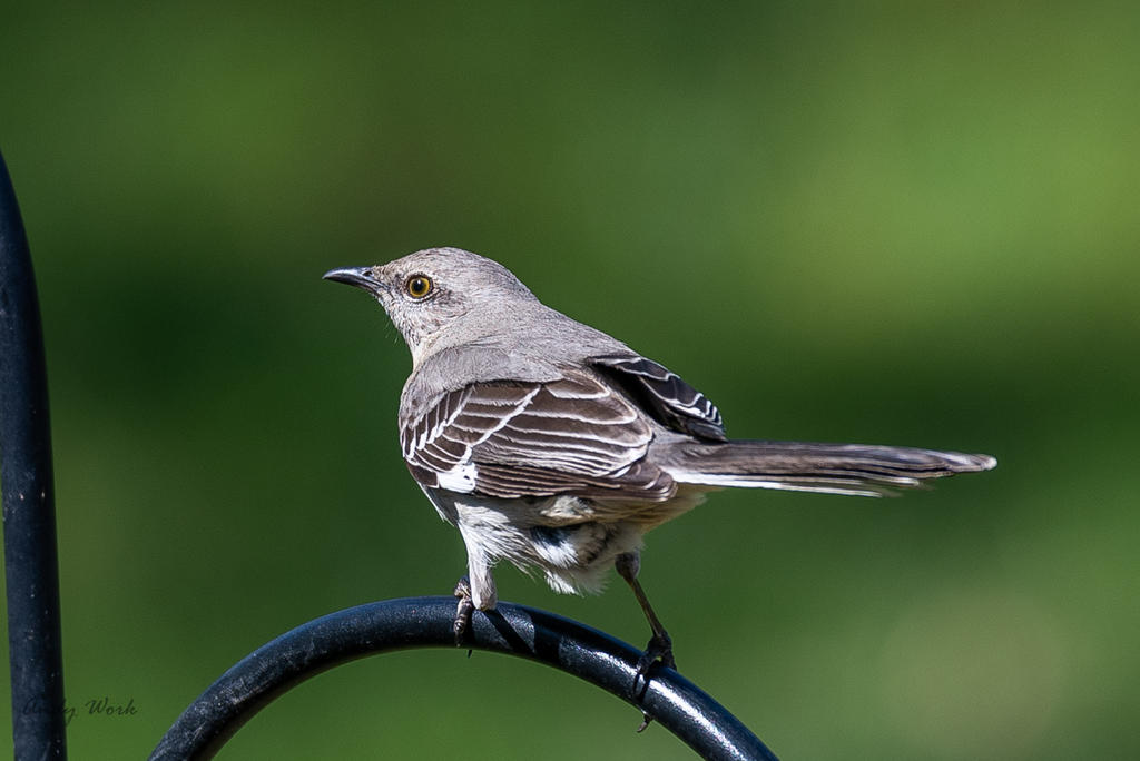 Birds-0525.jpg