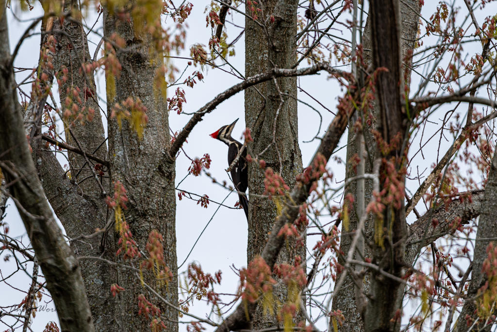 birds-0560.jpg