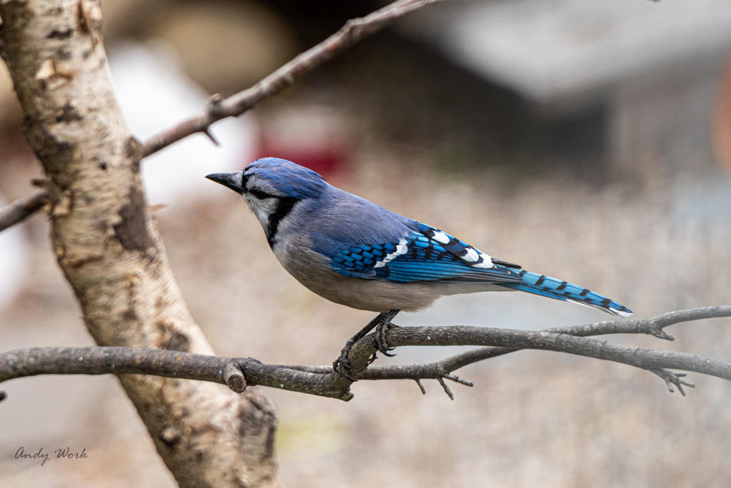 birds-0566.jpg