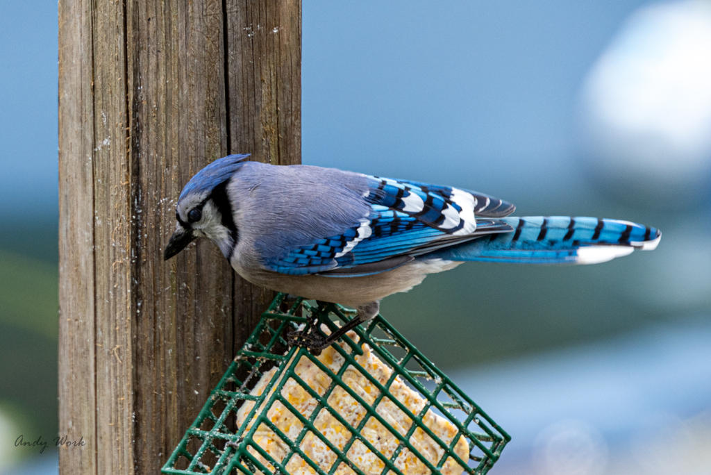 birds-0567.jpg