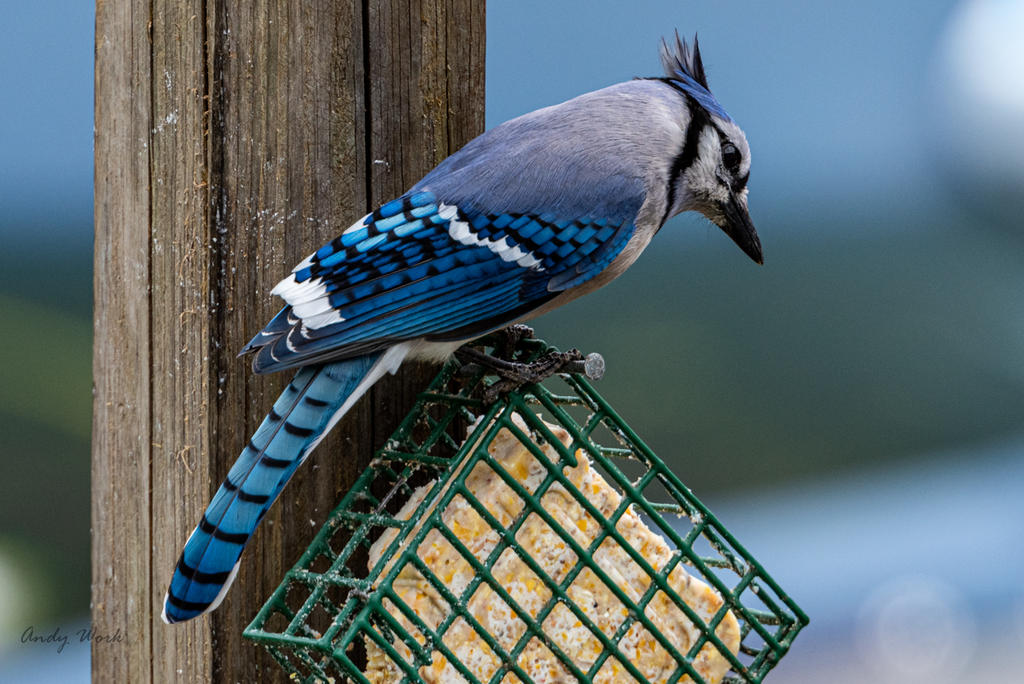 birds-0568.jpg