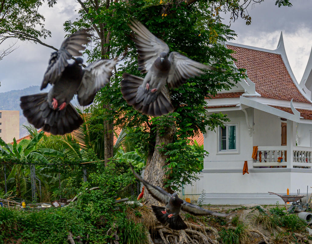 birds-1-2.jpg