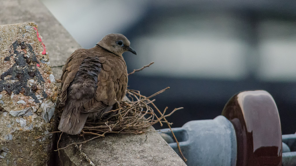 birds-1.jpg