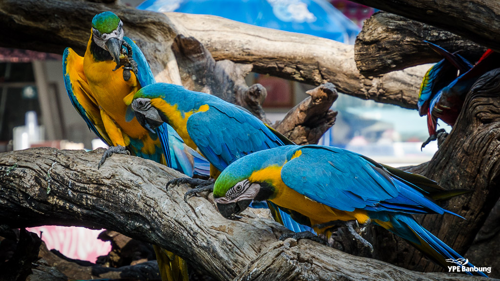 birds-1.jpg