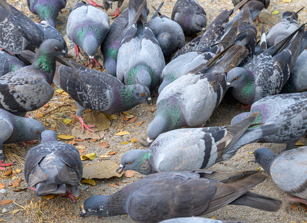 birds-1.jpg