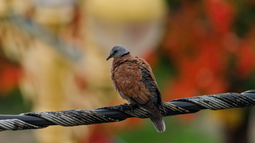 birds-2.jpg