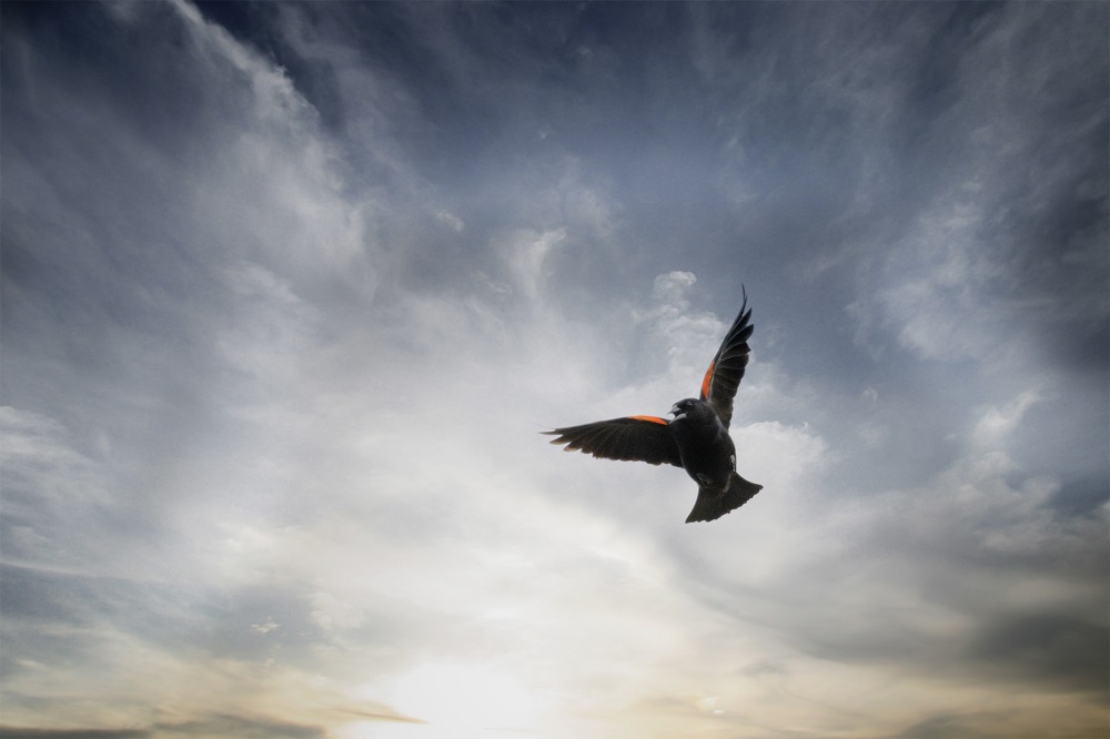 Birds--2.jpg
