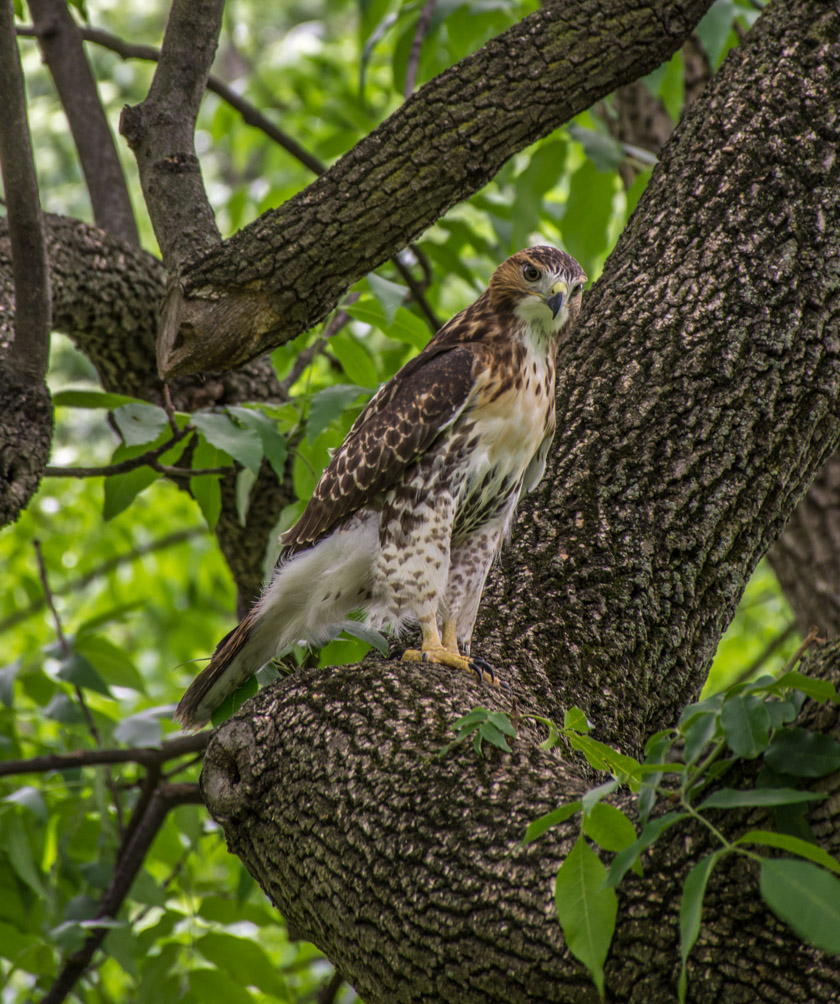 Birds-2.jpg