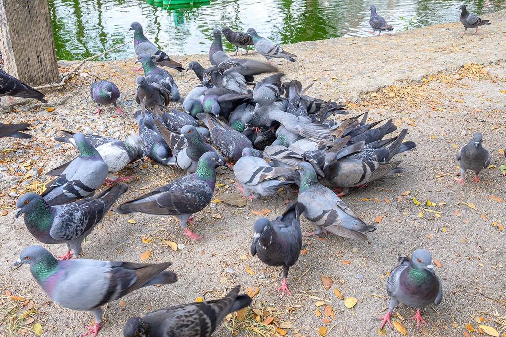 birds-2.jpg