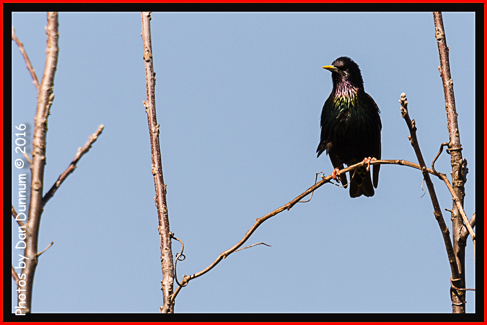 Birds 20160405-4539-Edit.jpg