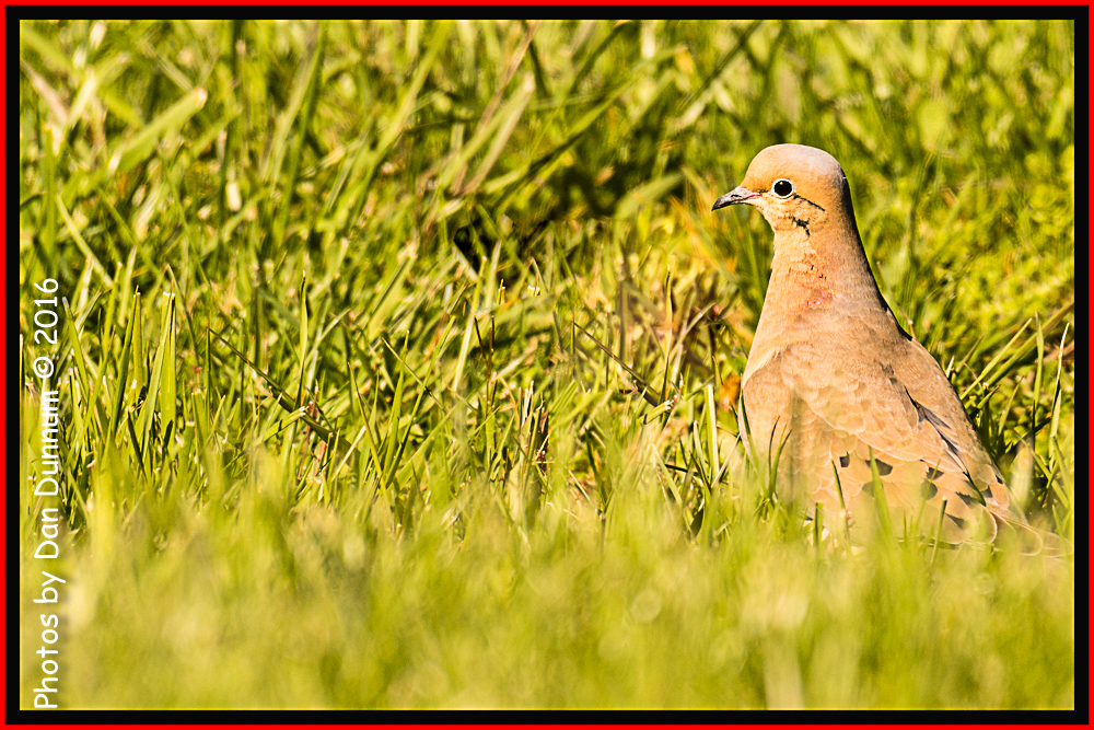 Birds 20160405-4547-Edit.jpg