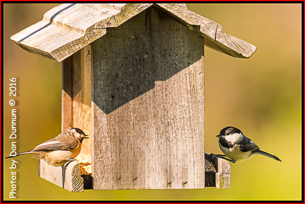 Birds 20160405-4569-Edit.jpg