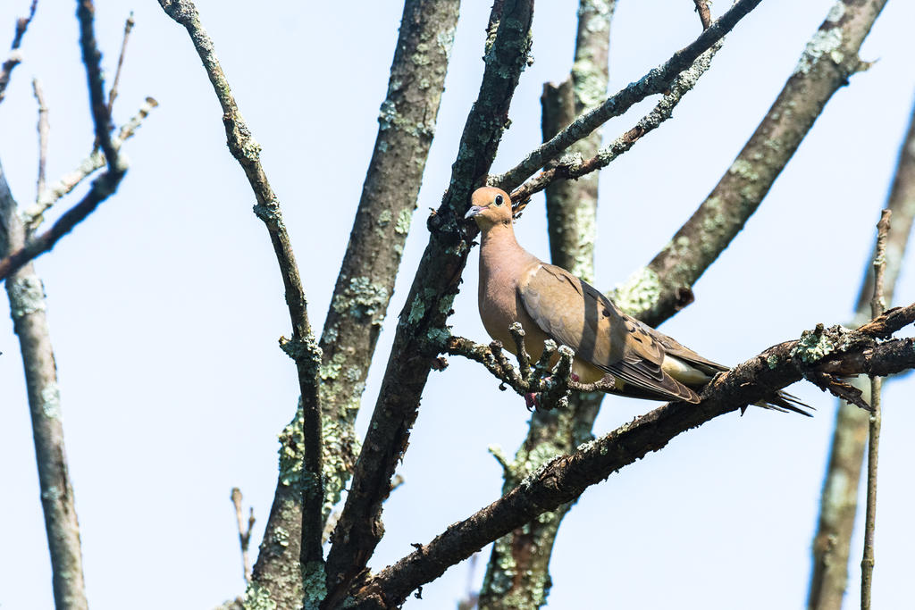 Birds 20160726-1294.jpg