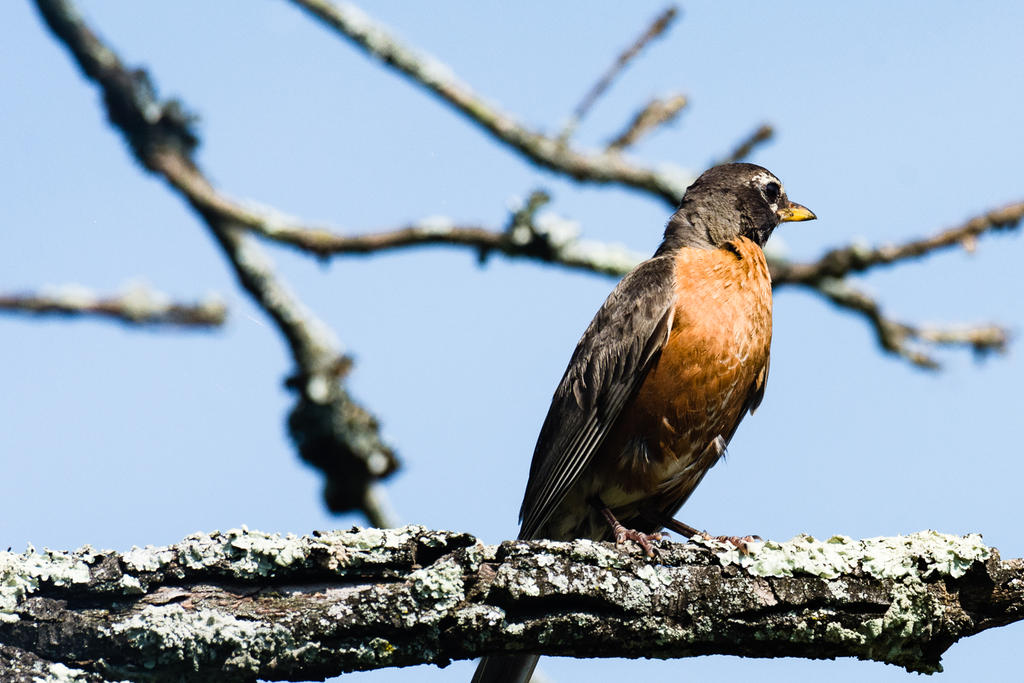 Birds 20160726-1307.jpg