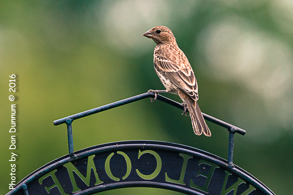 birds-2218.jpg