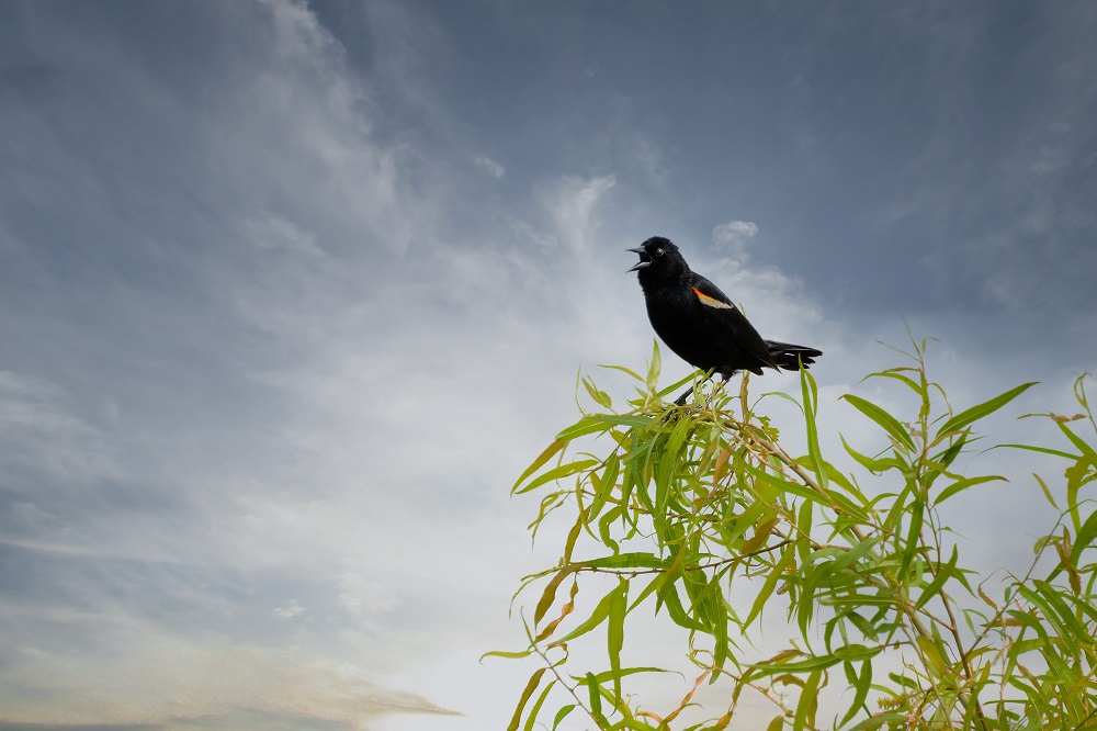 Birds--3.jpg