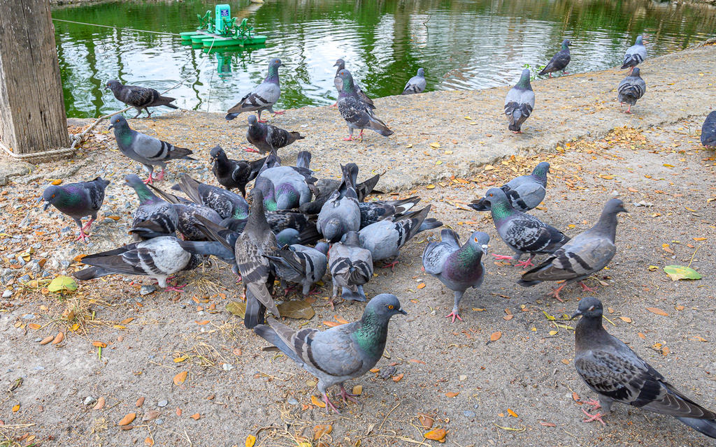 birds-3.jpg