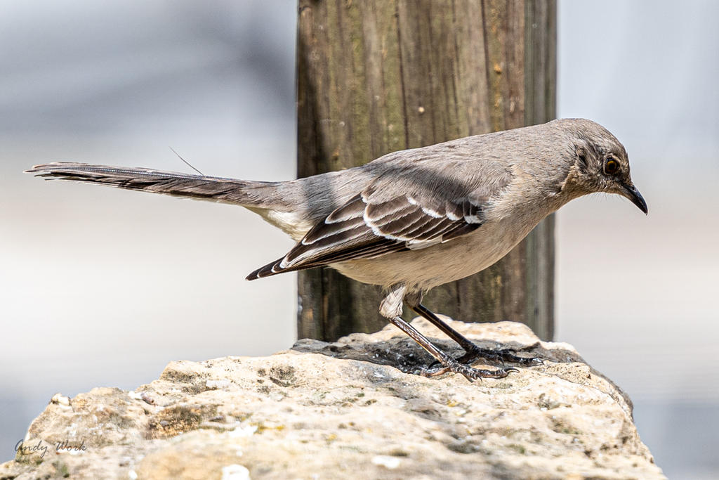 Birds 4-16-20-507053.jpg