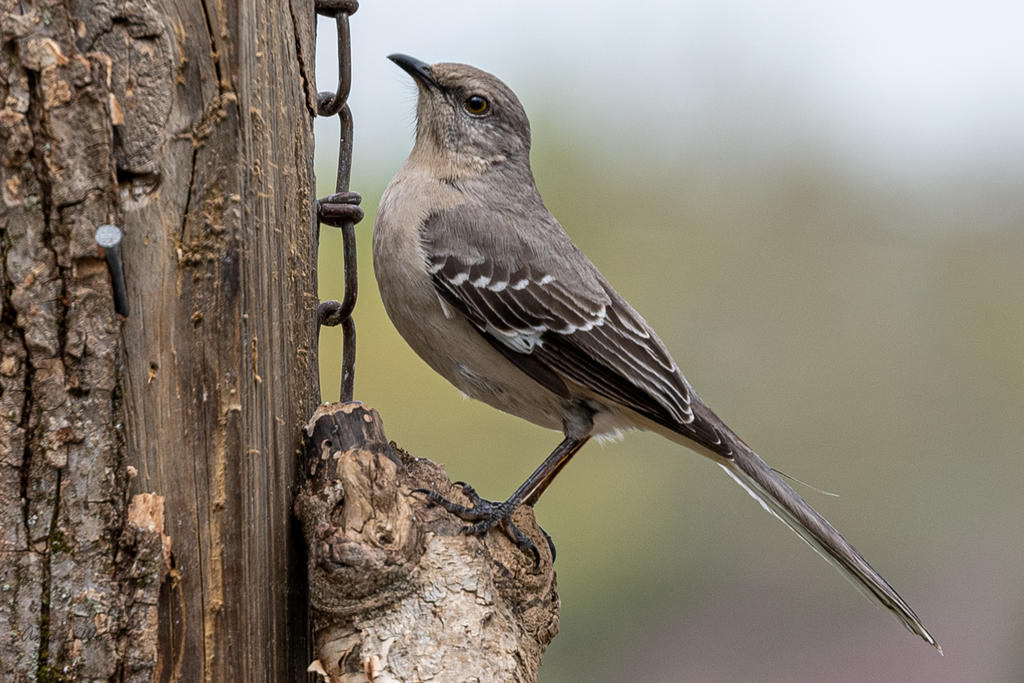 Birds 4-16-20-507056.jpg