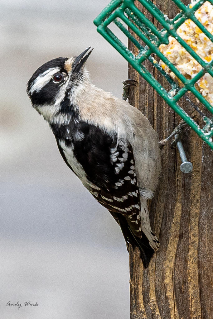 Birds 4-16-20-507068.jpg