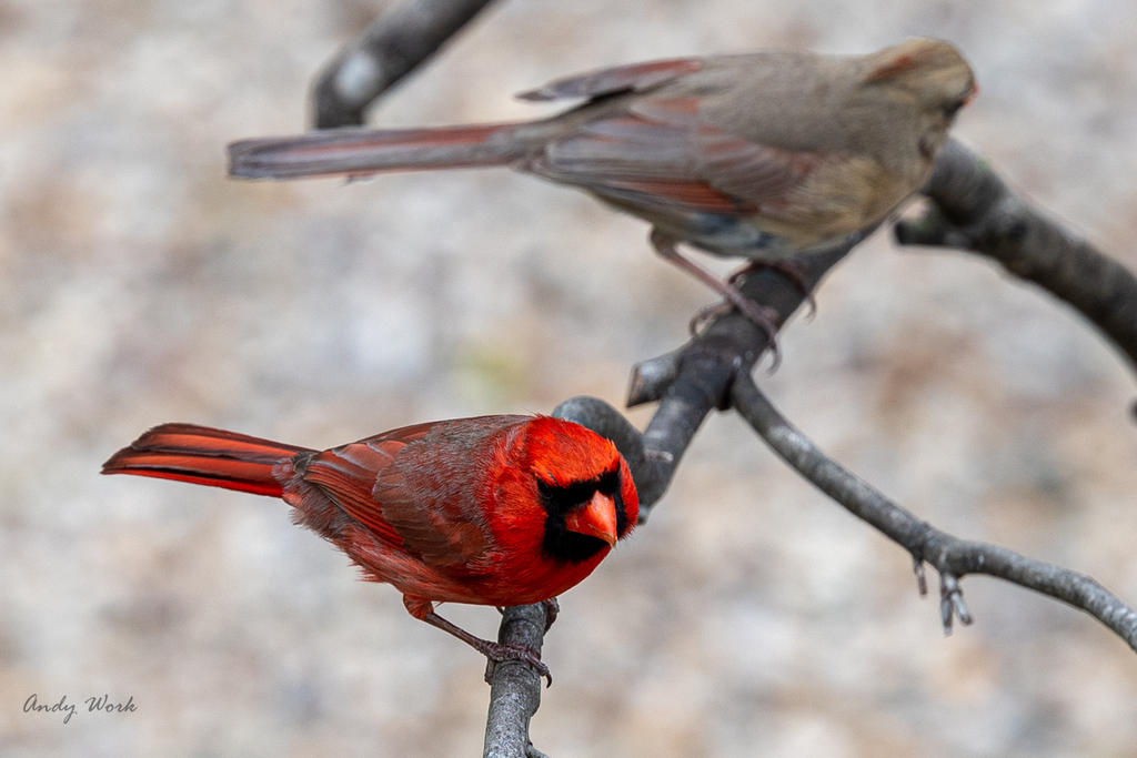 Birds 4-16-20-507069.jpg