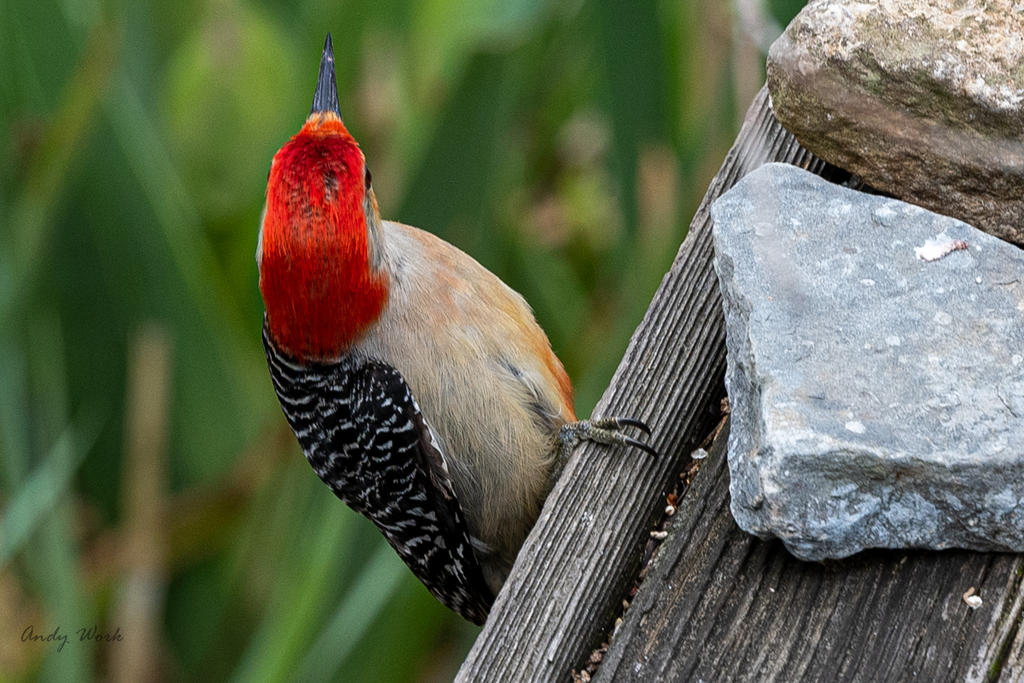 Birds 4-16-20-507072.jpg