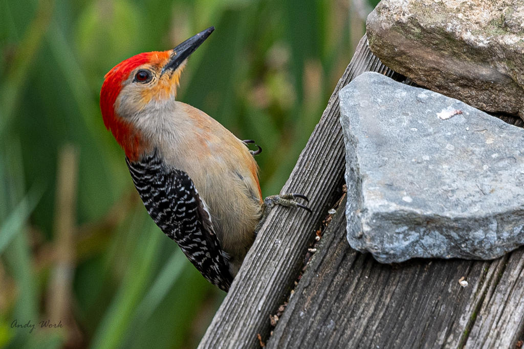 Birds 4-16-20-507073.jpg