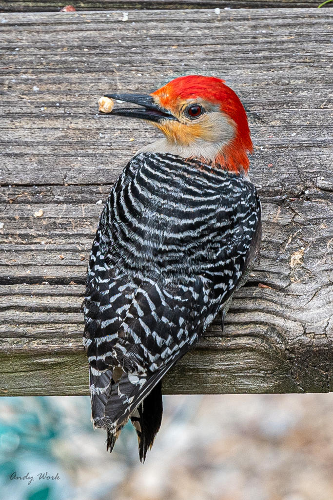 Birds 4-16-20-507080.jpg