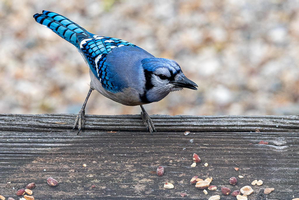 Birds 4-16-20-507089.jpg